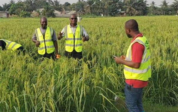 Rice Milling Line Delivery to Africa
