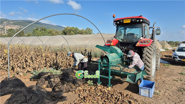 Positive feedback from Israeli client regarding the sunflower thresher