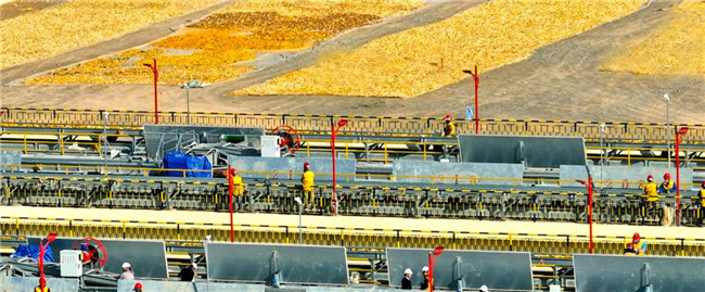 UGOOD Seeds Corn Ears Husking and Drying Line in Zhangye