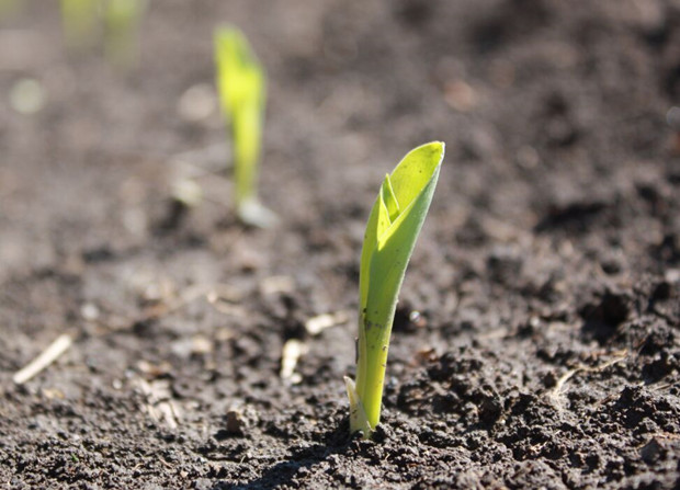 Corn Planting Attentions