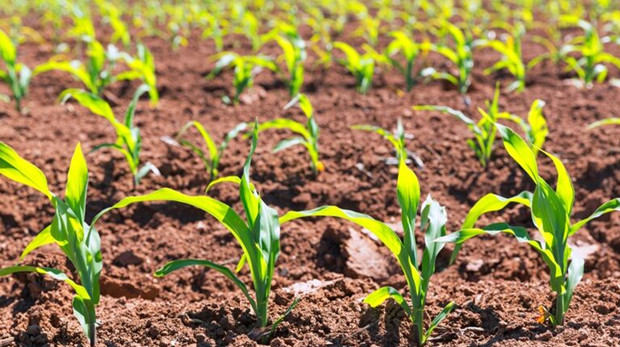 Corn Planting Attentions