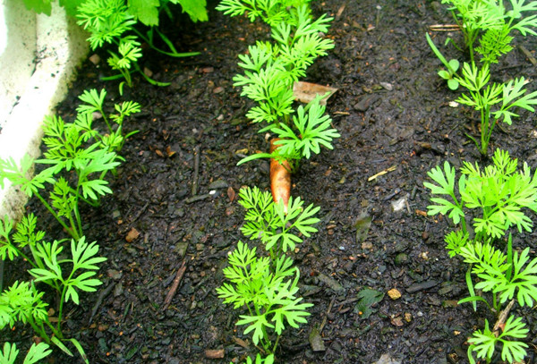 How to Plant Carrot