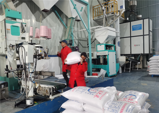 UGOOD Rice Processing Line Built in Jiwa Rice Industry 