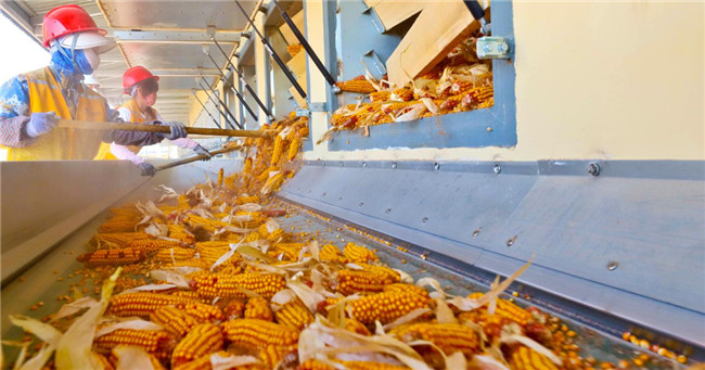 UGOOD Automatic Seeds Corn Ears Processing Plant in Zhangye Gansu