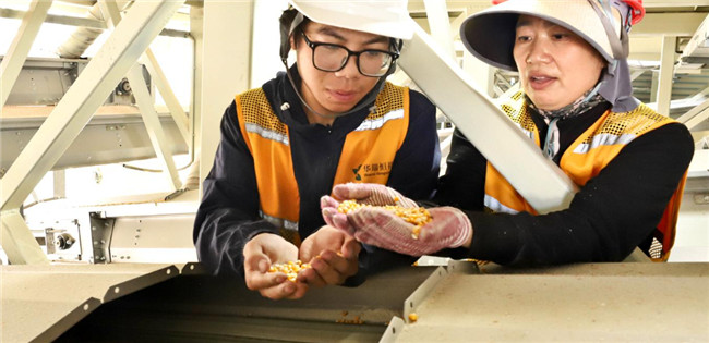 UGOOD Automatic Seeds Corn Ears Processing Plant in Zhangye Gansu