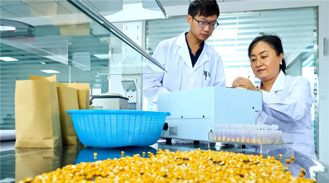 UGOOD Automatic Seeds Corn Ears Processing Plant in Zhangye Gansu