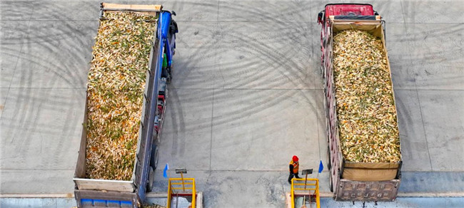 UGOOD Automatic Seeds Corn Ears Processing Plant in Zhangye Gansu