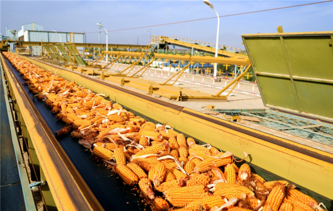 Corn Seeds Processing and Bulk Bag Packaging Line Operated in Linze