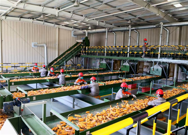 Corn Seeds Processing and Bulk Bag Packaging Line Operated in Linze