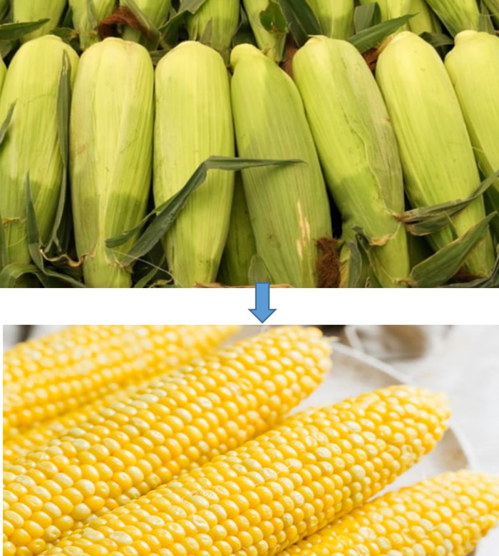 Small Fresh Green Sweet Corn Husker