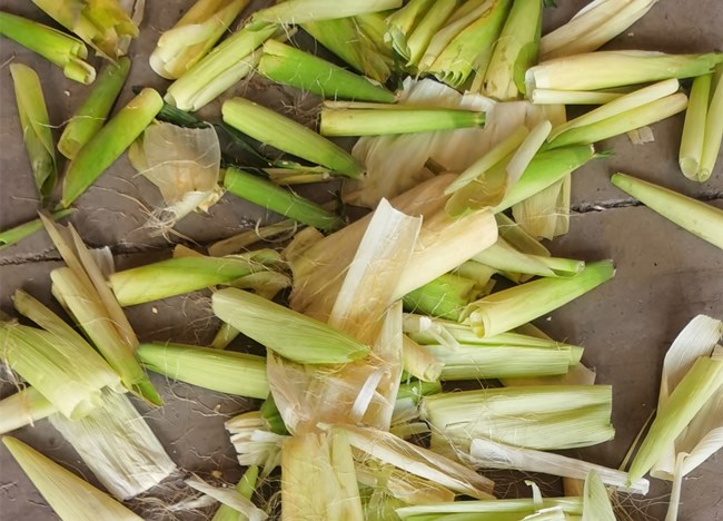 Peeled green sweet fresh corn bracts