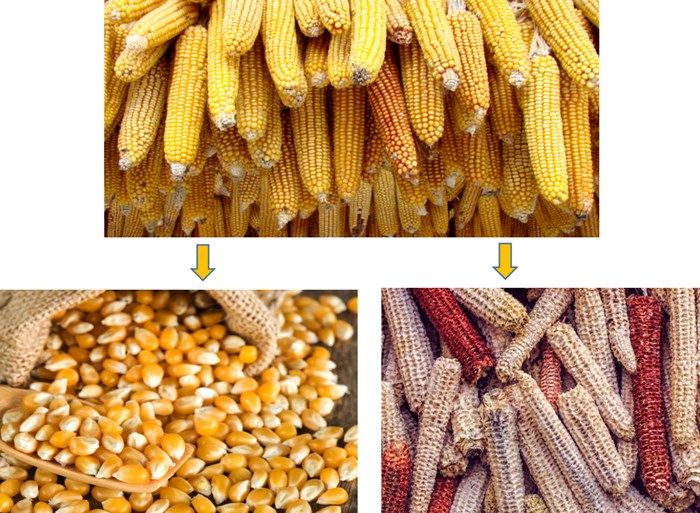 Corn Thresher Maize Threshing Machine End Products Corn Kern