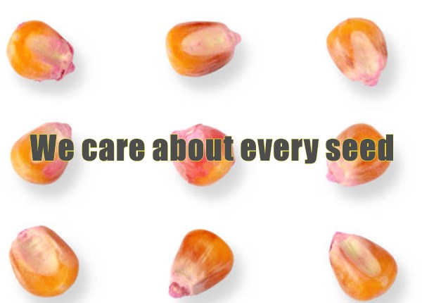 Seeds Corn Threshing and Primary Cleaning Machine