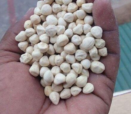 Moringa Seeds Dehuller Moringa Seeds Shelling Machine