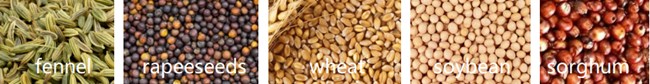 UGT-09L Rapeseeds Fennel Wheat Paddy Sorghum Soybean Beans Threshing Cleaning Machine