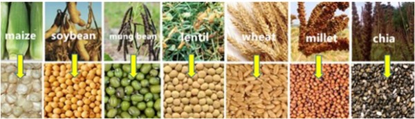 multi crops seeds large small seeds thresher