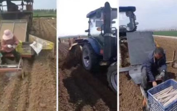Yam Planter Yam Trenching Mulching Panting Hilling Backfilling Tuber Seedling