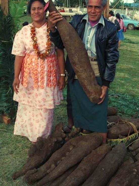 Yam Harvester Yam Tubers Roots Digging Harvesting Sieving