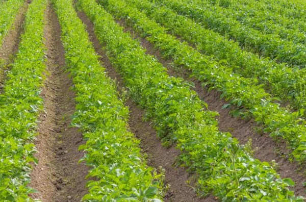 Yam Planter Yam Trenching Mulching Panting Hilling Backfilling Tuber Seedling