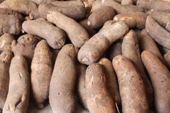 Yam Harvester Yam Tubers Roots Digging Harvesting Sieving