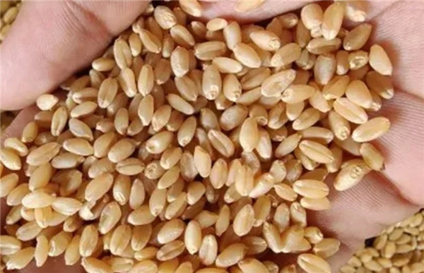 Laboratory Gravity Separator for Various Seeds