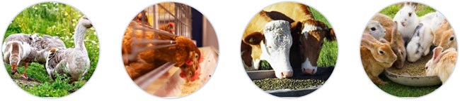 mash feed production line